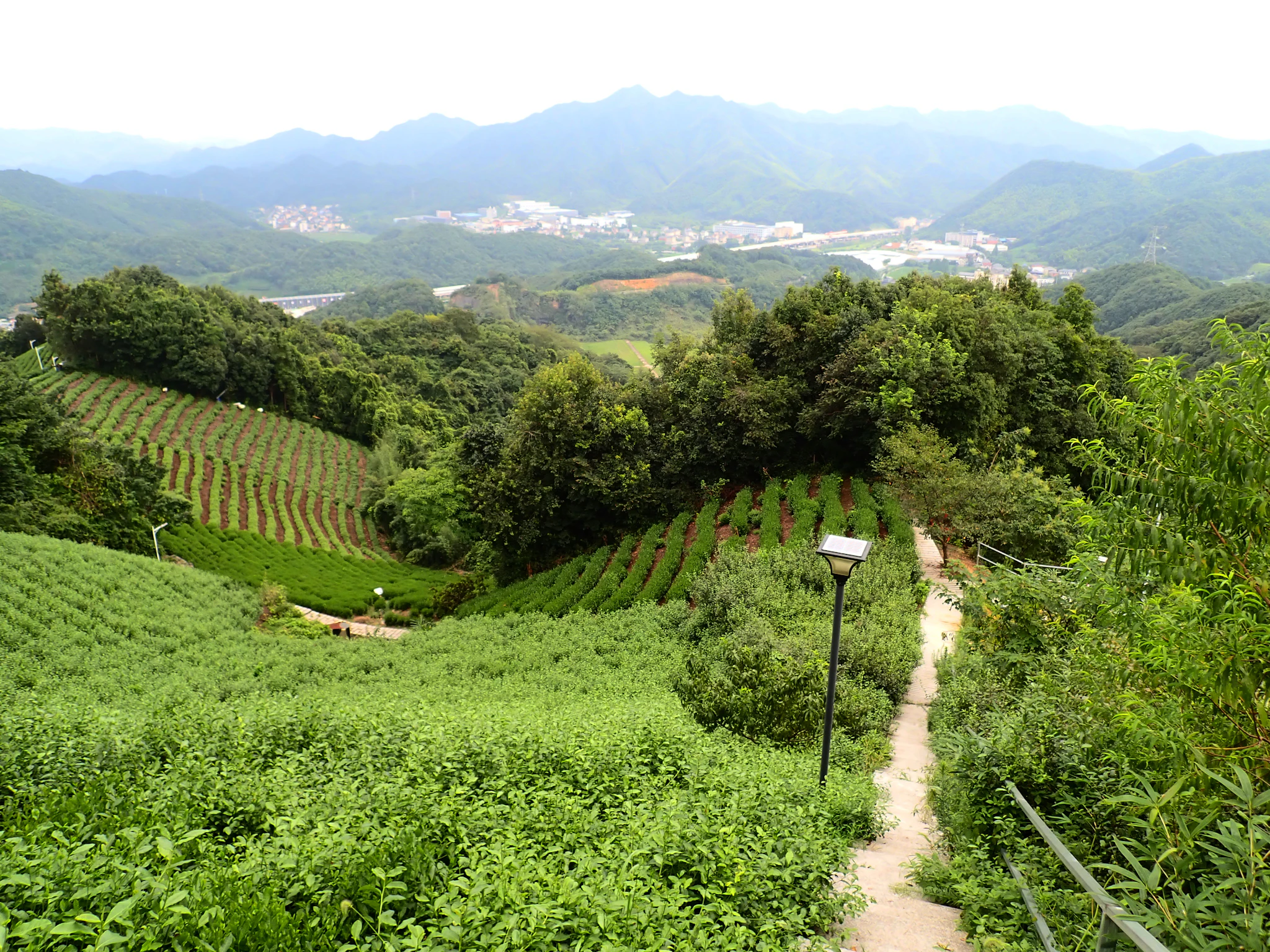 Longjing Tea Fields